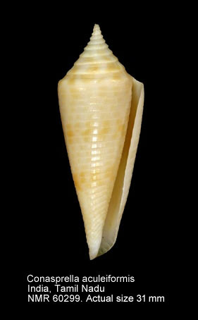 Conasprella aculeiformis (4).jpg - Conasprella aculeiformis(Reeve,1844)
